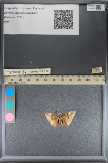 Media type: image;   Entomology 198674
